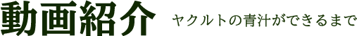 動画紹介 ヤクルトの青汁ができるまで