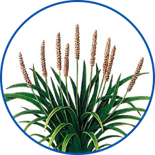 サイリウム(オオバコ科の植物)